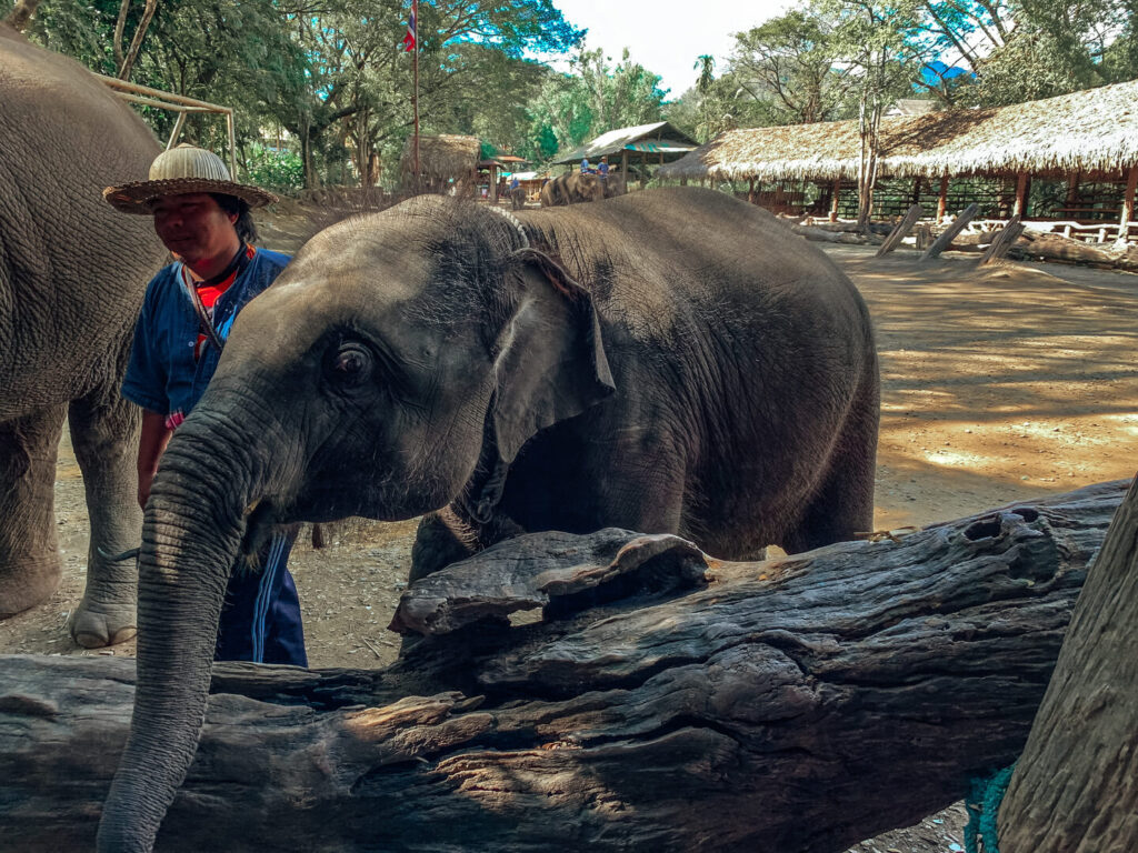 elephant in thailand