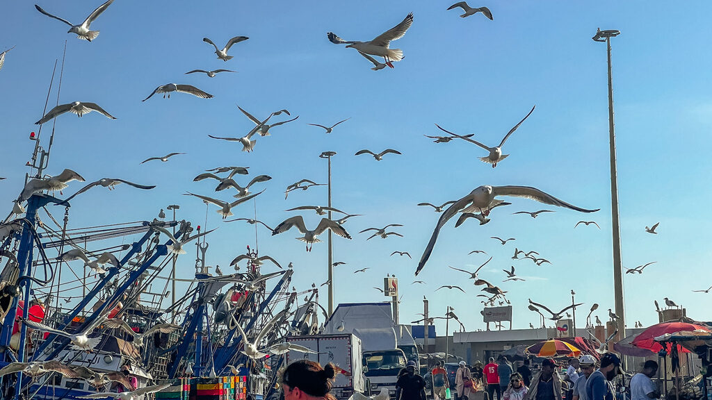 at the port essaouira