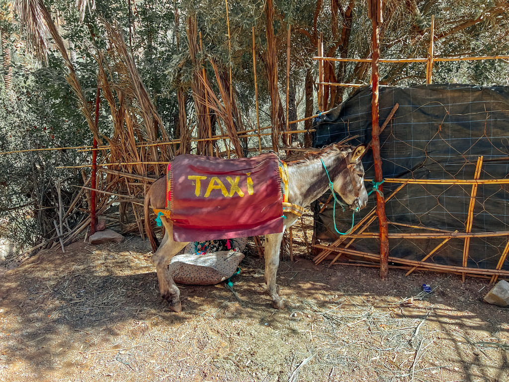 Donkey Taxi in Paradise Valley